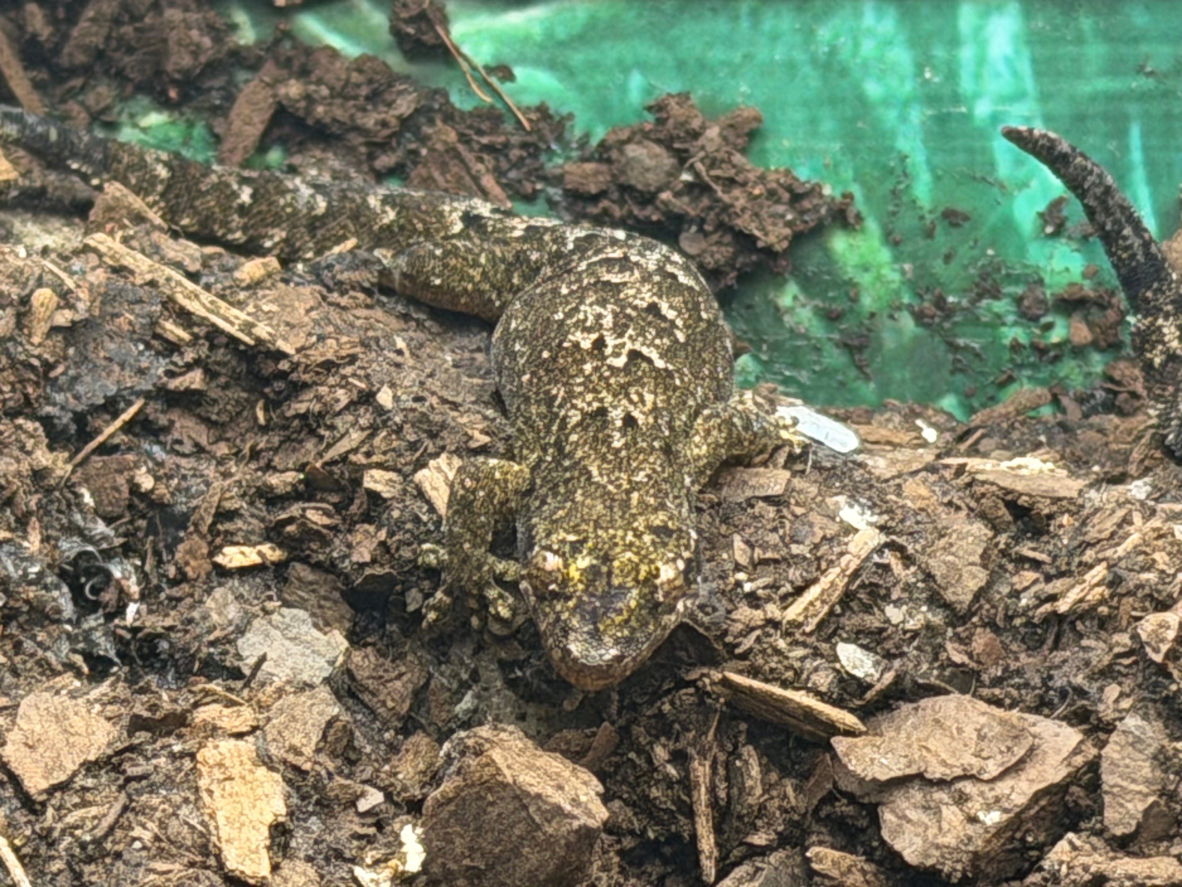 Mourning Geckos- juvenile