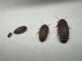 Dubia Roaches