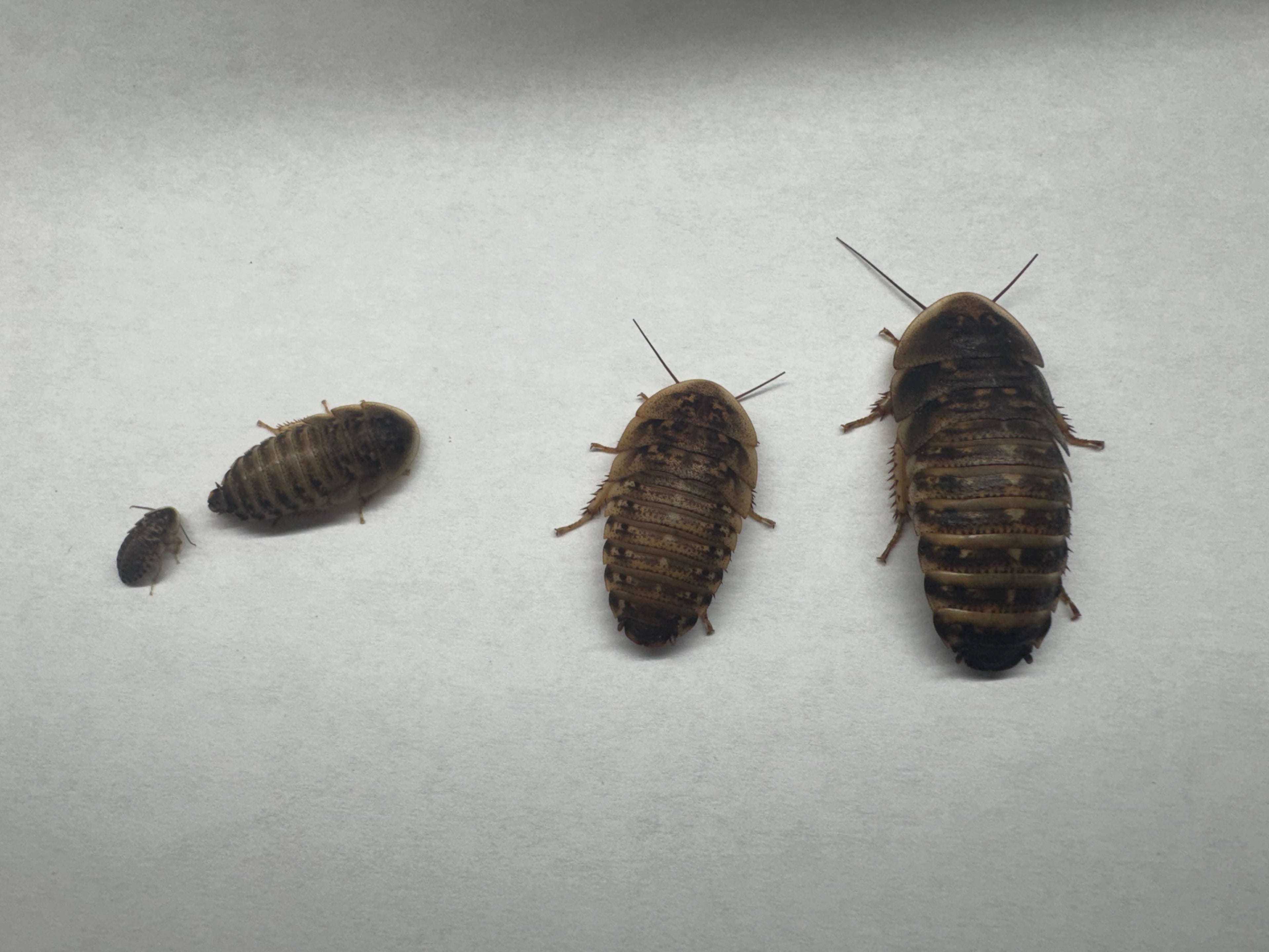 Dubia Roaches