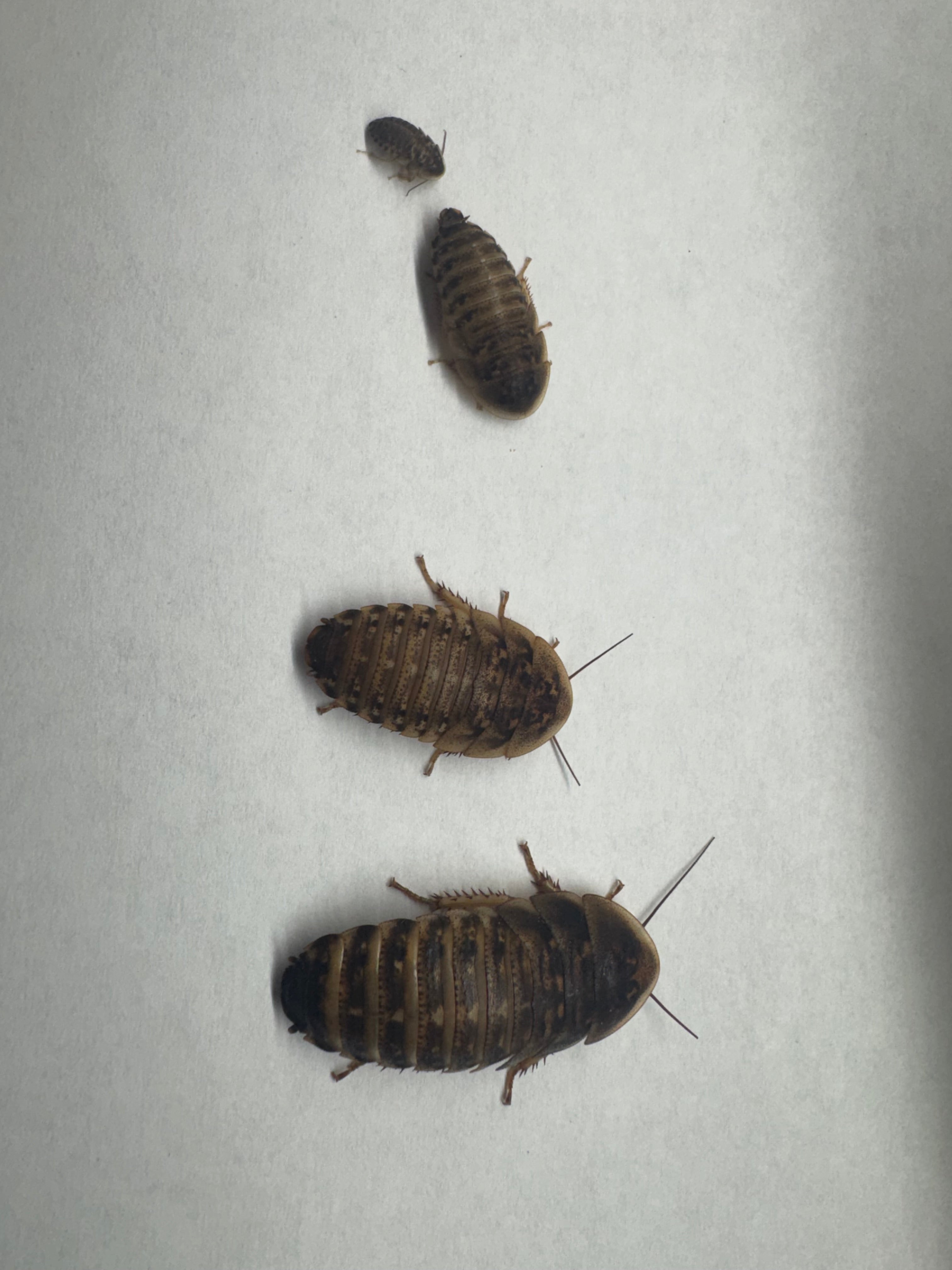 Dubia Roaches Bulk