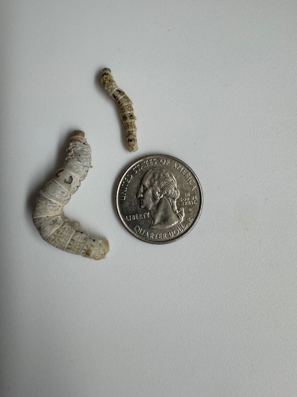 Silkworms