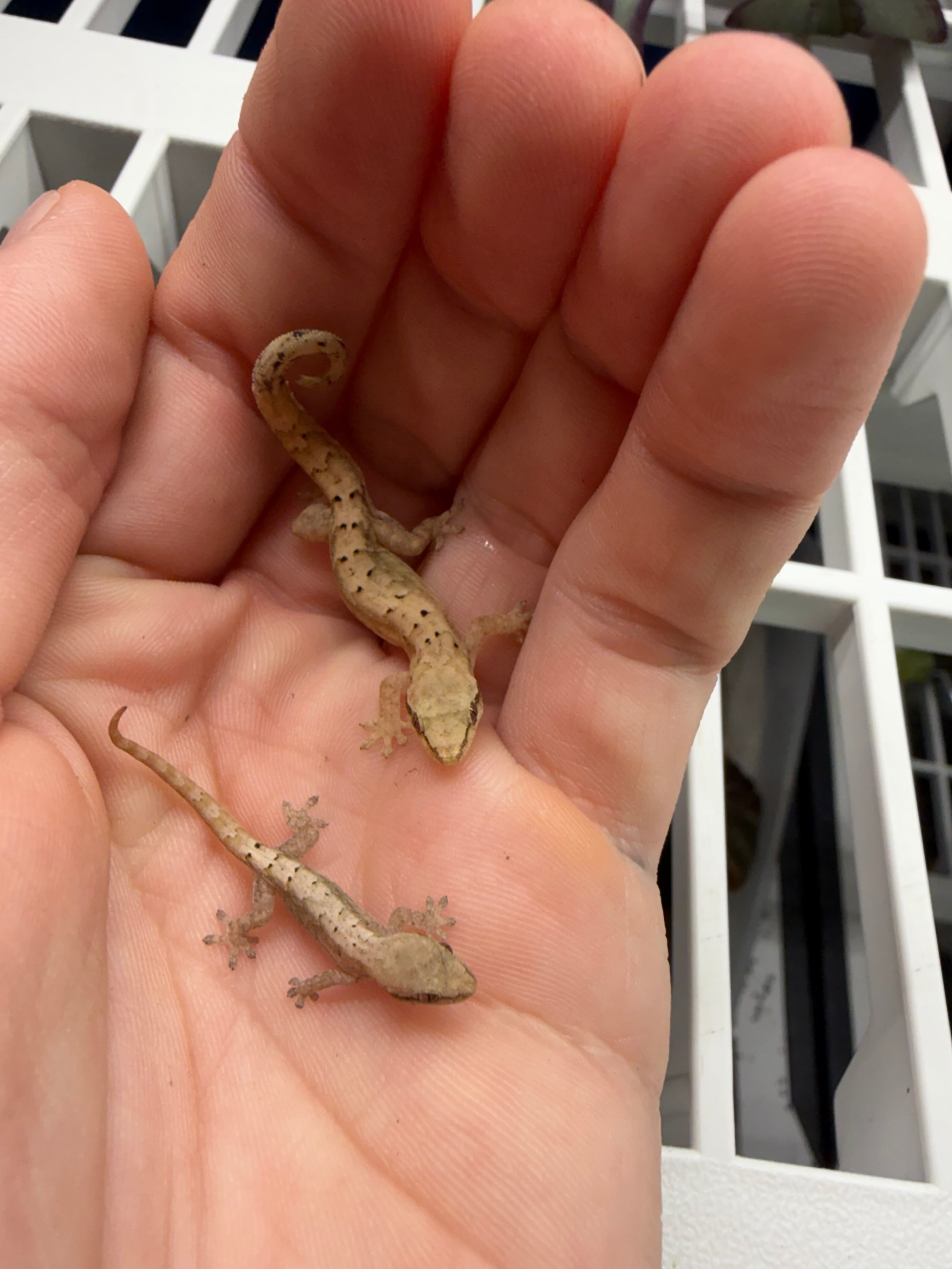 Mourning Geckos- juvenile