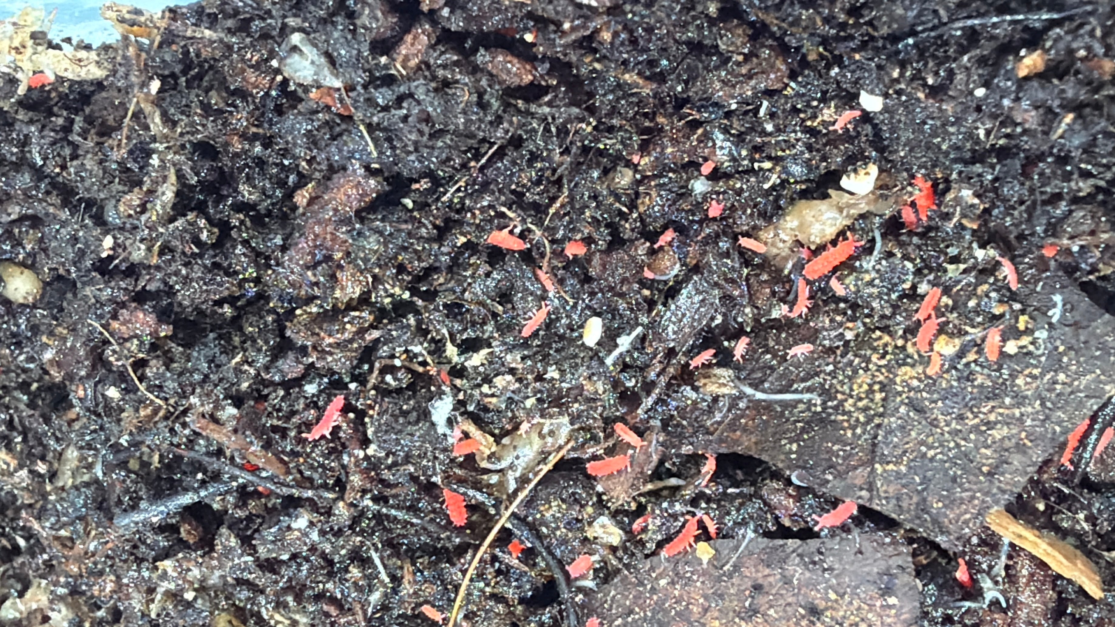 Red Thai Springtails