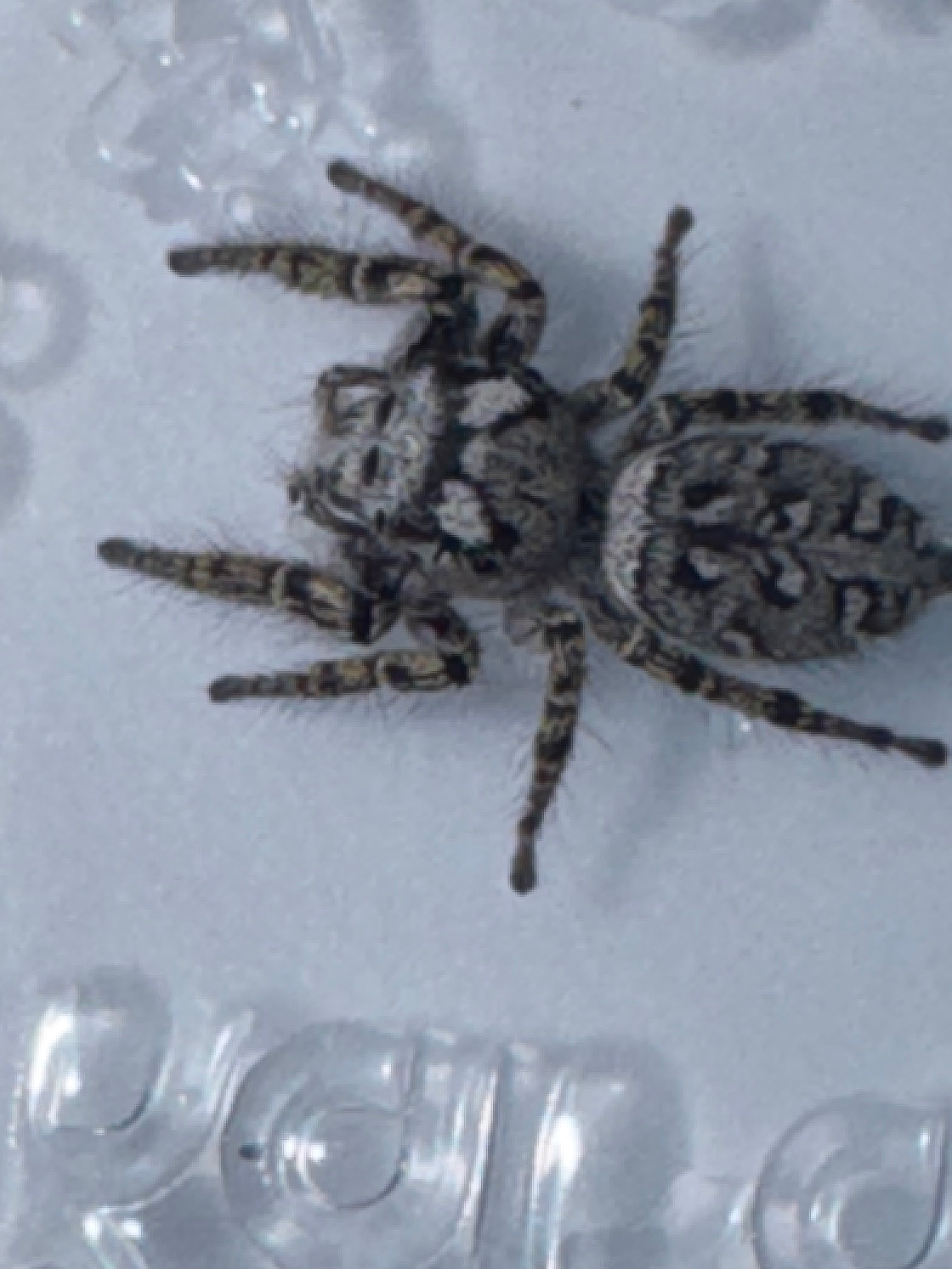 Phidippus mystaceus adult