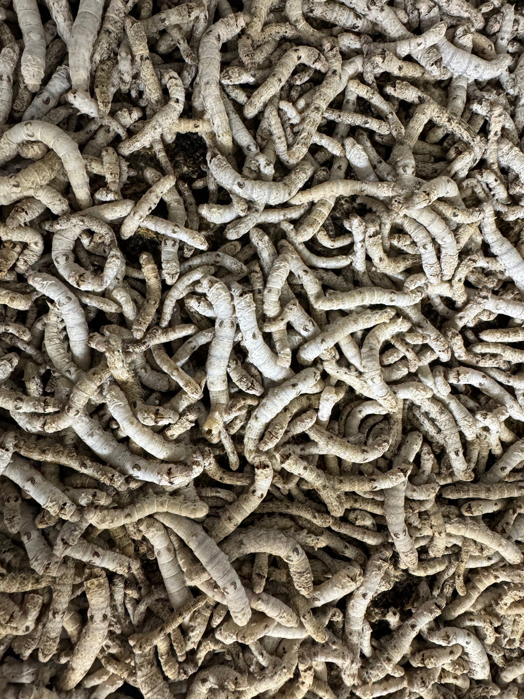 Silkworms