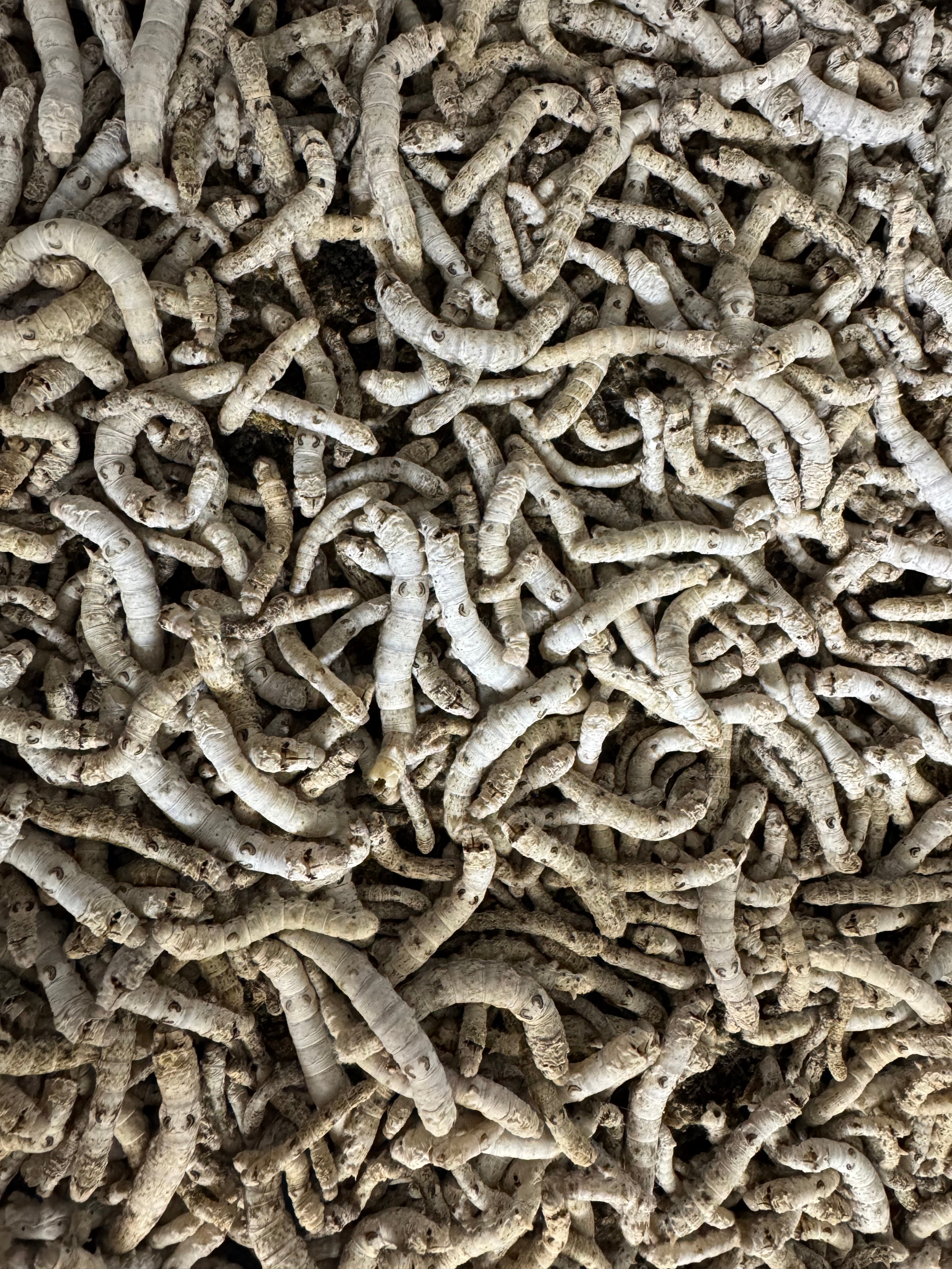 Silkworms