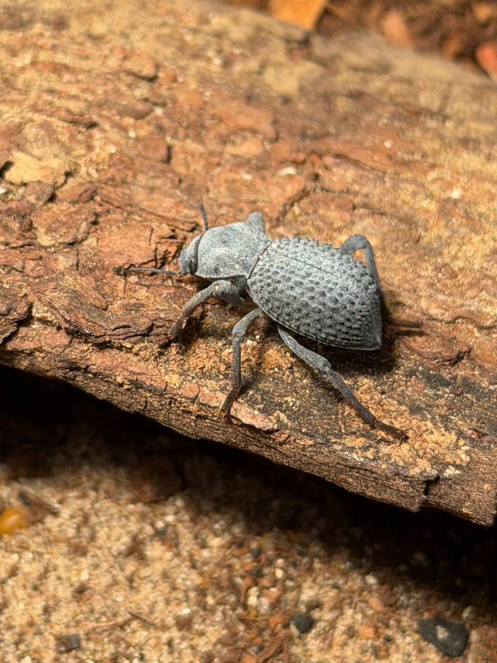 Blue Death Feigning Beetles