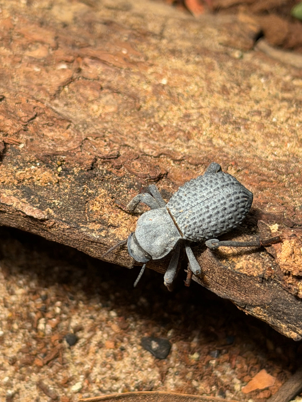 Blue Death Feigning Beetles