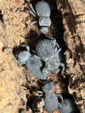 Blue Death Feigning Beetles