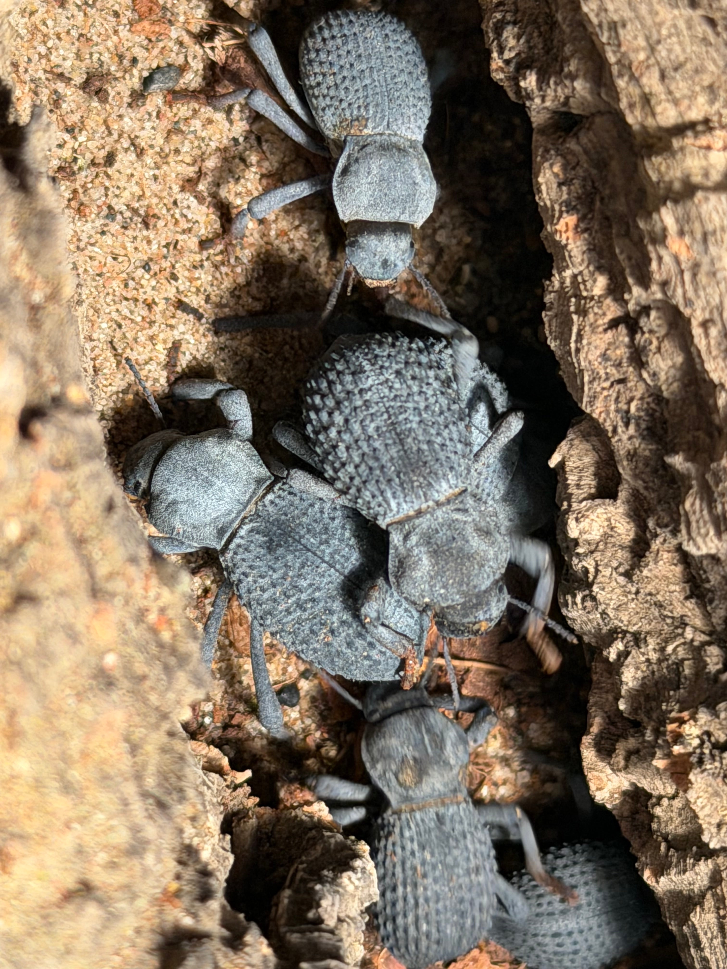 Blue Death Feigning Beetles