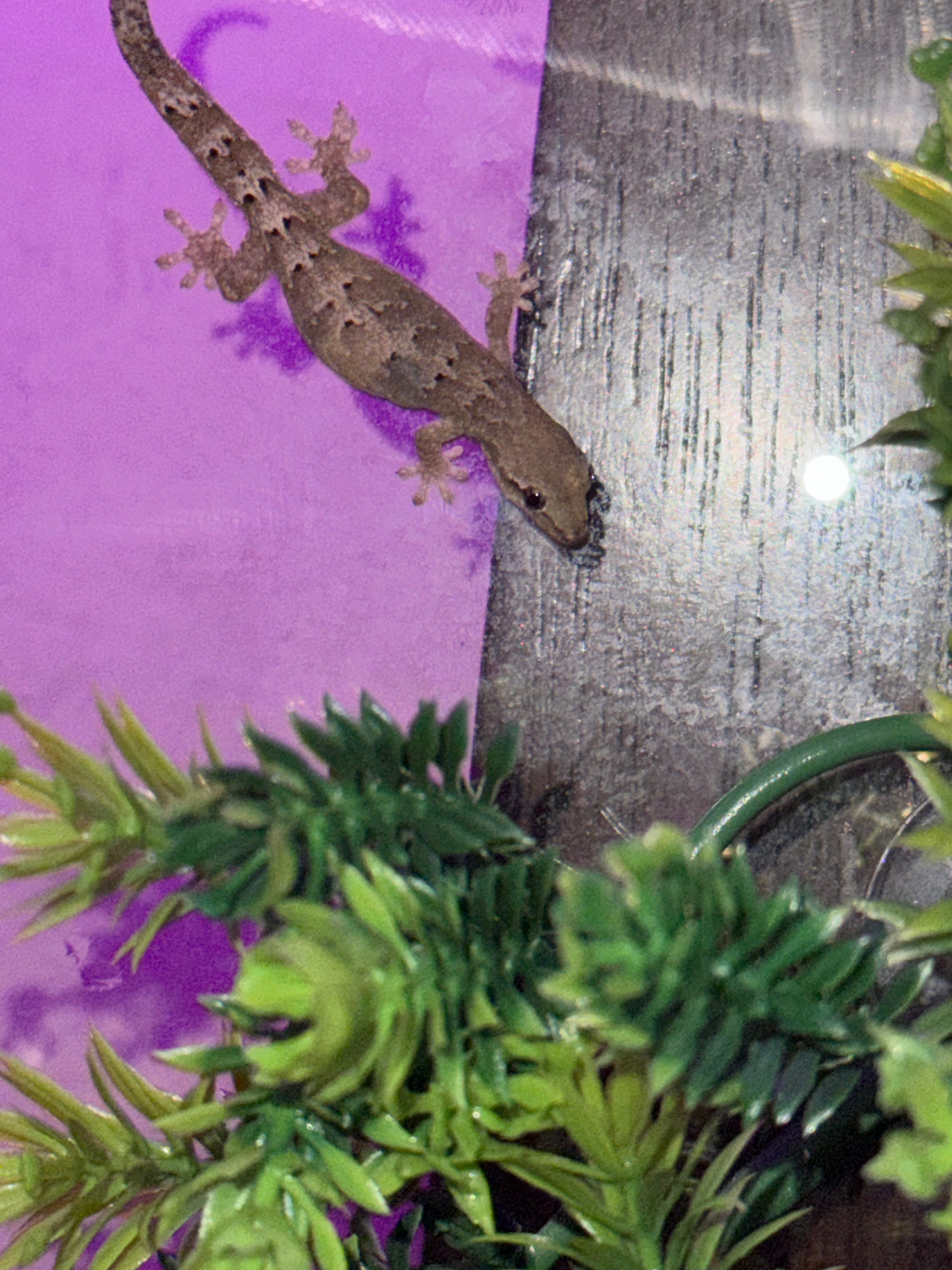 Mourning Geckos- juvenile