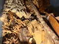 Cubaris “Cappuccino” isopods